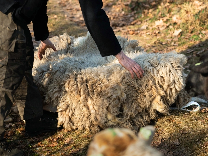 Piles of freshly sheared Dutch wool by Hollands Wol Collectief that would otherwise be discarded | Waste Alchemists