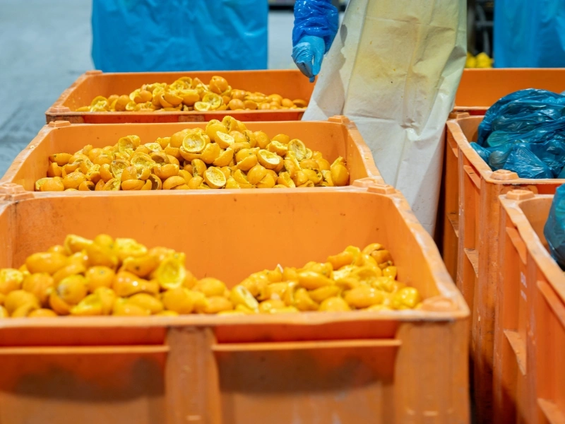 Large container filled with freshly collected orange peels from supermarkets and restaurants by Peel Pioneers | Waste Alchemists