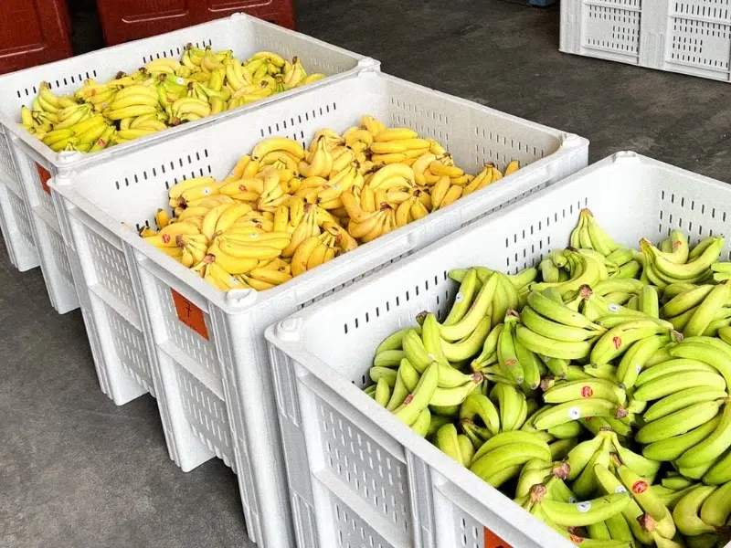 Wasted bananas rescued by Bakers & Bananas | Waste Alchemists